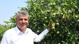 LİMON ÜRETİCİSİNE AKP’DEN İHRACAT DARBESİ