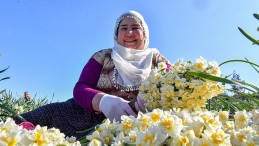 MERSİN’DE NERGİS FESTİVALİ…