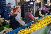 MERSİN’İN LİMONU VE PORTAKALI DEPREMZEDELER İÇİN YOLA ÇIKTI