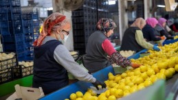 MERSİN’İN LİMONU VE PORTAKALI DEPREMZEDELER İÇİN YOLA ÇIKTI