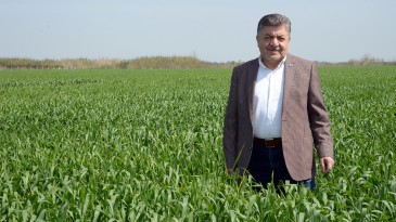 KORKUT: BUĞDAY TABAN FİYATI EN AZ 11 LİRA OLMALI