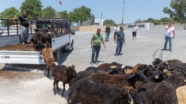 KÜÇÜKBAŞ HAYVAN DESTEĞİNDE GERİ TOPLAMALAR BAŞLADI