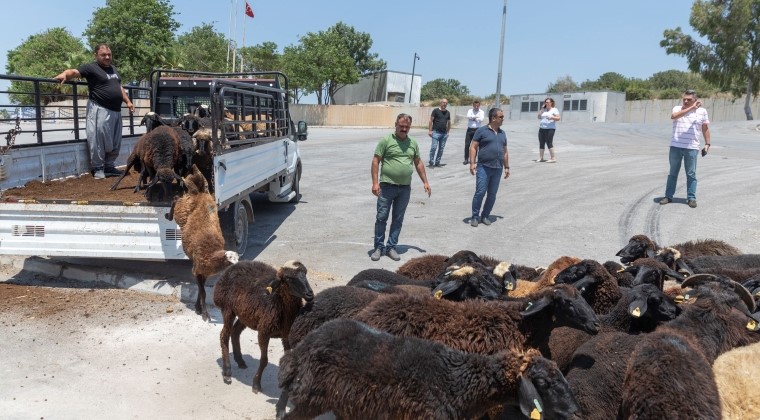 KÜÇÜKBAŞ HAYVAN DESTEĞİNDE GERİ TOPLAMALAR BAŞLADI