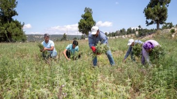 BÜYÜKŞEHİR DESTEKLİYOR, ÜRETİM BÜYÜYOR