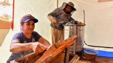 ARICILAR, BALLARINI ARTIK MODERN ÇADIRLARDA SAĞACAK