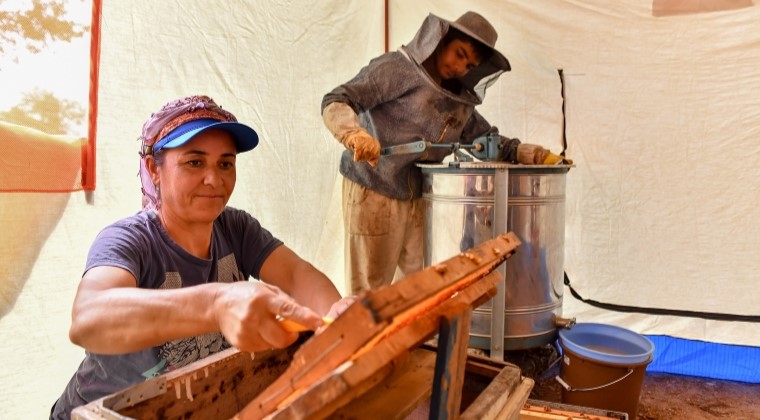 ARICILAR, BALLARINI ARTIK MODERN ÇADIRLARDA SAĞACAK