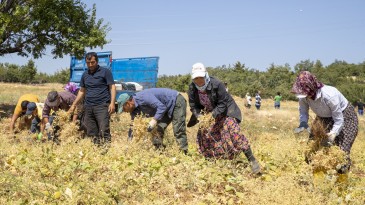 BÜYÜKŞEHİR, TOPRAĞA BEREKET KATMAYA DEVAM EDİYOR