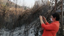 SEYRELTME ADI ALTINDA ORMAN KATLİAMI MI YAŞANIYOR?