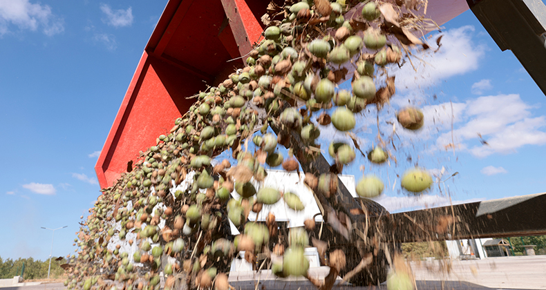 CEVİZDE 4 BİN TON REKOLTE HEDEFLENİYOR