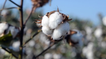 KÜTLÜ PAMUKTA EN AZ 29,34 TL FİYAT BEKLENTİSİ
