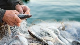 EGELİ BALIKÇILARIN 11 AYLIK İHRACATI 1 MİLYAR DOLARI AŞTI