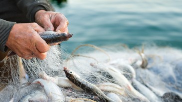 EGELİ BALIKÇILARIN 11 AYLIK İHRACATI 1 MİLYAR DOLARI AŞTI