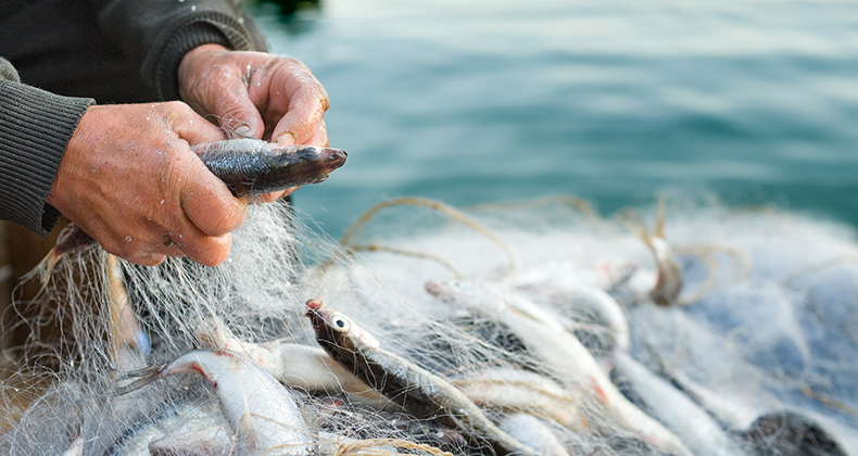 EGELİ BALIKÇILARIN 11 AYLIK İHRACATI 1 MİLYAR DOLARI AŞTI