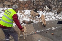 POZANTI BELEDİYESİ SOKAK HAYVANLARINI UNUTMADI