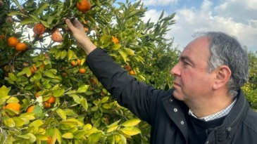 TONLARCA MANDALİNA DALINDA ÇÜRÜDÜ