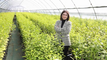 ÇUKUROVA’NIN NARENCİYE GEN KAYNAKLARI YENİLENİYOR