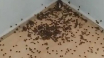 DİKKAT DİKKAT! BU BÖCEK BAŞKA BÖCEK…