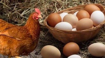 VEKİL GÜRER TEK TEK HESAPLADI: KIRMIZI ET HAYÂL, TAVUK ARTIK LÜKS!