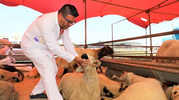 YÜREĞİR’DE KURBAN SATIŞ VE KESİM YERLERİ BELİRLENDİ