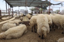 ÇUKUROVA BELEDİYESİ KURBAN SATIŞ VE KESİM YERLERİNİ DENETLEDİ