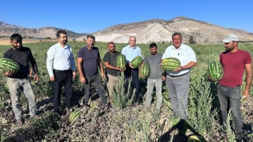 “KARPUZ TARLADA KALDI”