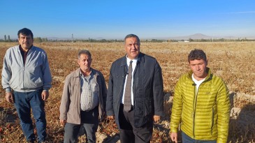 “DOMATESİ TOPLAMAMAK DAHA KÂRLI OLDU”