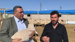 KEÇİLER VE OĞLAKLAR İCRA YOLUYLA SATIŞTA!