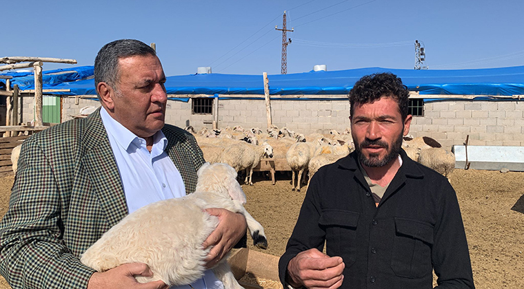 KEÇİLER VE OĞLAKLAR İCRA YOLUYLA SATIŞTA!