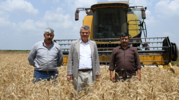 “BUĞDAY REKOLTESİNDE KORKUTAN DÜŞÜŞ”