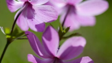 “ÇİÇEKLERİN ŞARKISI”