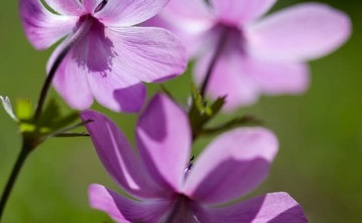 “ÇİÇEKLERİN ŞARKISI”