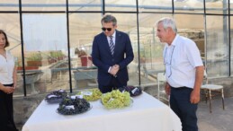 TOPRAKSIZ KÜLTÜRDE TURİZM ÜZÜM VE MAVİYEMİŞ HASADI GERÇEKLEŞTİRİLDİ