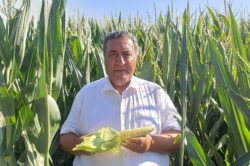 GÜRER: “MISIR ALIM FİYATI ÜRETİCİYİ HAYAL KIRIKLIĞINA UĞRATTI”