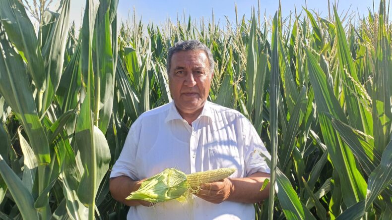 GÜRER: “MISIR ALIM FİYATI ÜRETİCİYİ HAYAL KIRIKLIĞINA UĞRATTI”