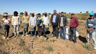 BU NASIL BİR İŞ? – ÇİFTÇİ TARLADA BIRAKIYOR, TÜKETİCİ RAFTAN ALAMIYOR…