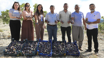 İNCİR FİDANLARI ARTIK MEYVE VERİYOR