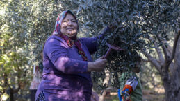 TARLADA İZİ OLAN KADINLARIN BÜYÜKŞEHİR İLE YÜZÜ GÜLÜYOR