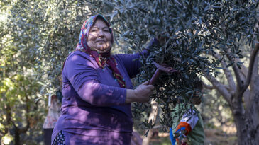 TARLADA İZİ OLAN KADINLARIN BÜYÜKŞEHİR İLE YÜZÜ GÜLÜYOR