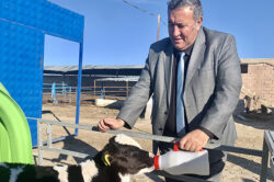 ÖMER FETHİ GÜRER SORDU: BÜYÜKBAŞ HAYVAN İTHALATI KİMLERE KAZANDIRIYOR?