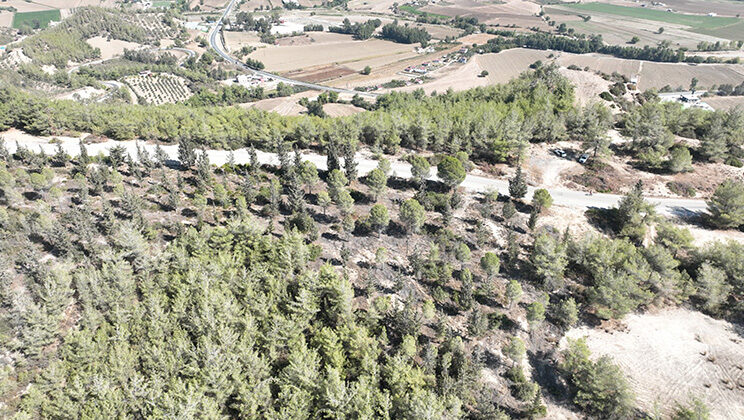 SEYHAN BELEDİYESİ’NDEN SOKAK HAYVANLARI İÇİN GÜZEL HAMLE…