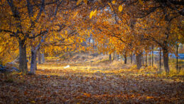 SONBAHAR’DA ROTANIZI BELEMEDİK VE POZANTI’YA ÇEVİRİN…