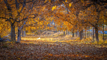 SONBAHAR’DA ROTANIZI BELEMEDİK VE POZANTI’YA ÇEVİRİN…