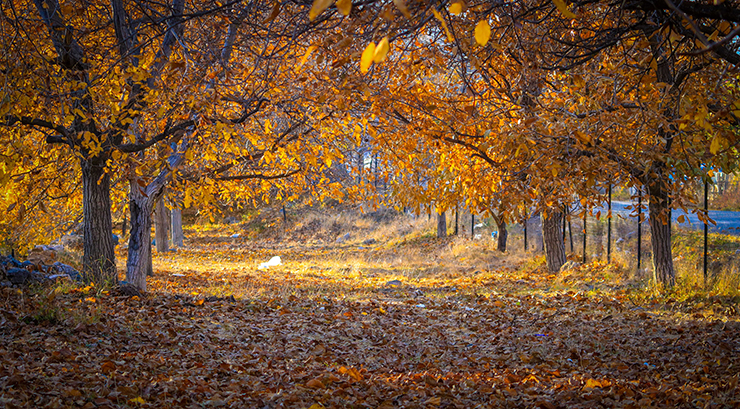 SONBAHAR’DA ROTANIZI BELEMEDİK VE POZANTI’YA ÇEVİRİN…