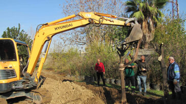 ÇALIŞMALARDA SÖKÜLEN AĞAÇLAR FİDANLIKLARA YA DA BAŞKA NOKTALARA DİKİLİYOR