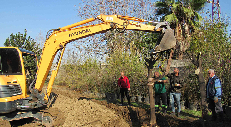 ÇALIŞMALARDA SÖKÜLEN AĞAÇLAR FİDANLIKLARA YA DA BAŞKA NOKTALARA DİKİLİYOR
