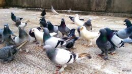 BU DA OLDU! GÜVERCİNLERE HACİZ UYGULANDI!