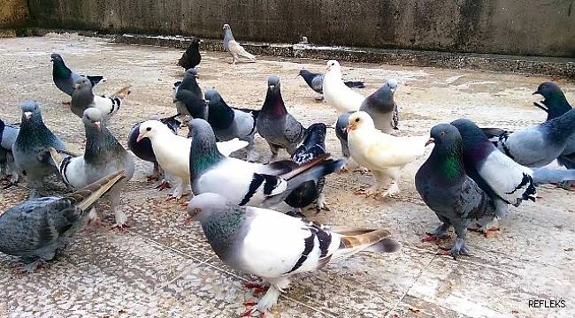 BU DA OLDU! GÜVERCİNLERE HACİZ UYGULANDI!