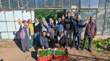 BÜYÜKŞEHİR’İN HIYAR FİDESİ DESTEĞİ AYDINCIK’TA HASADA DÖNÜŞTÜ