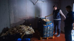 YÜZLERCE ÖLÜ TAVUK ELE GEÇİRİLDİ