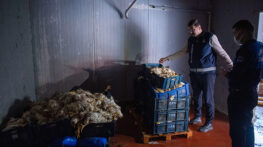 YÜZLERCE ÖLÜ TAVUK ELE GEÇİRİLDİ